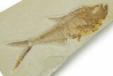 Detailed Fossil Fish (Diplomystus) - Wyoming #373801-1